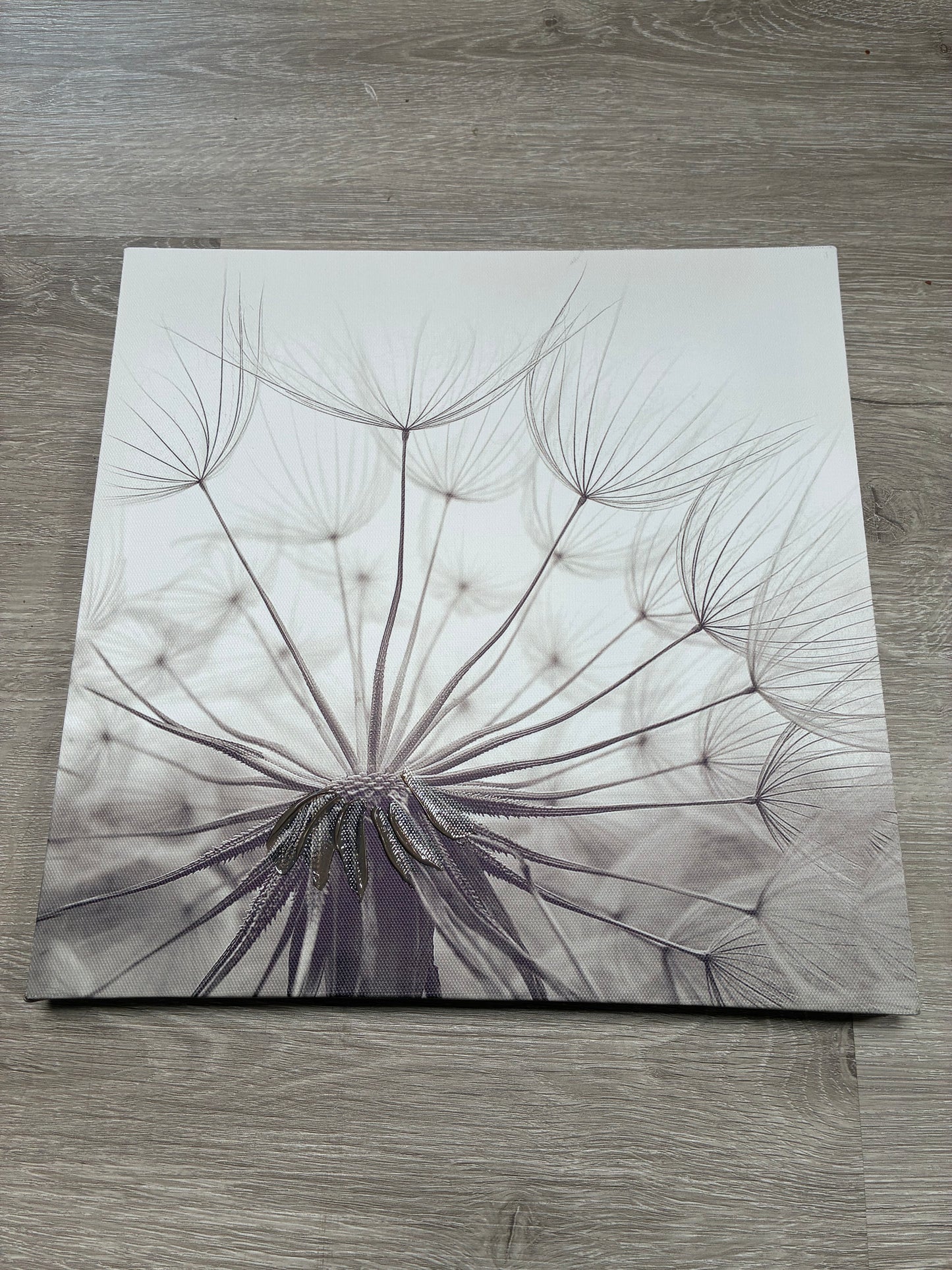 Dandelion Canvas Print